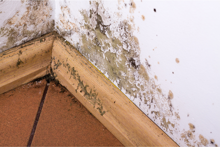 Mold Restoration Services for Commercial and Residential Customers